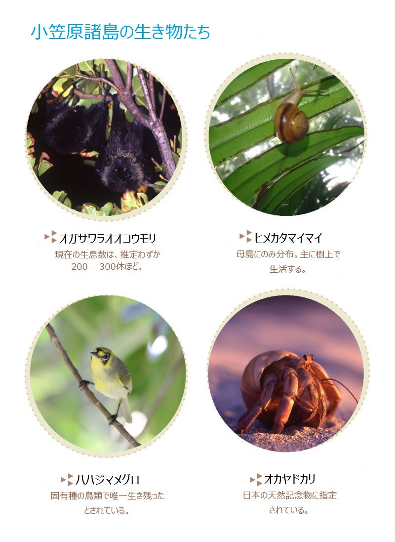 小笠原諸島の生き物 小笠原諸島の生き物